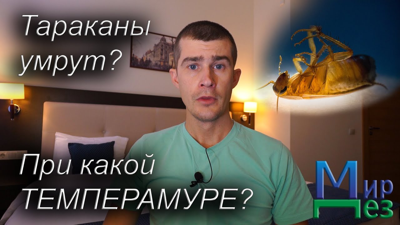 Какая температура убивает тараканов в квартире?